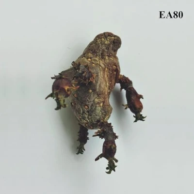 Afbeelding van EA 80 Single (LP)