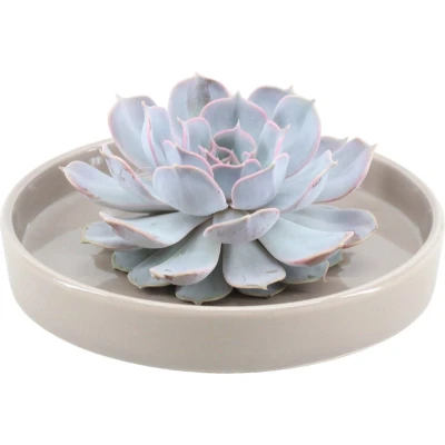 Afbeelding van Echte Succulent Lila in taupe keramiek schaal Ø12 14 cm ↕5 1x Echeveria Lilacina vetplant