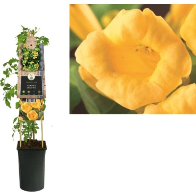 Afbeelding van Klimplant Campsis radicans Flava (trompetbloem)