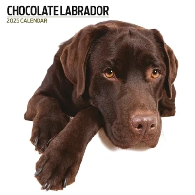 Afbeelding van Labrador Retriever Bruin Kalender 2025 Modern