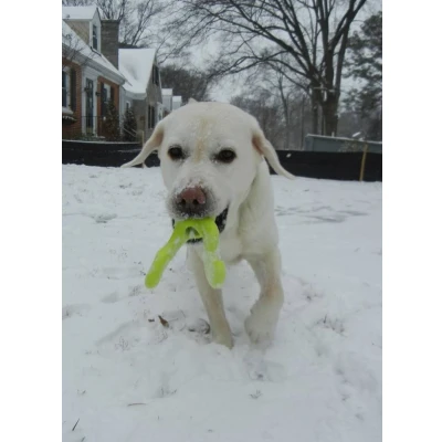 Afbeelding van West Paw Design Hondenspeelgoed Zogoflex Tizzi Lime