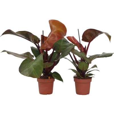 Afbeelding van Philodendron &#039;Sunlight&#039; Set van 2 Pot 12cm Hoogte 20 30cm Sun Light P12 x2
