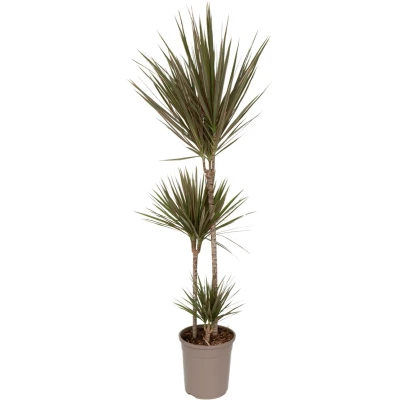 Afbeelding van Dracaena marginata Bicolor Drakenbloedboom Pot 24cm Hoogte 110 130cm P24