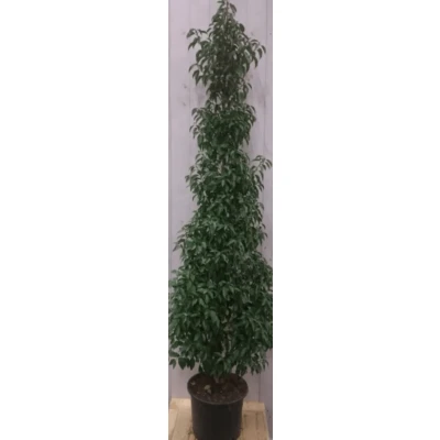 Afbeelding van Prunus Angustifolia 130 cm Warentuin natuurlijk