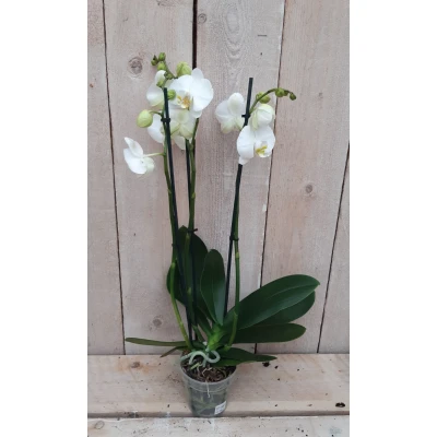 Afbeelding van Kamerplant Vlinderorchidee phalaenopsis wit 3 takken Warentuin Natuurlijk