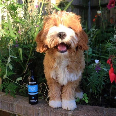 Afbeelding van Animology Hondenshampoo Mucky Pup