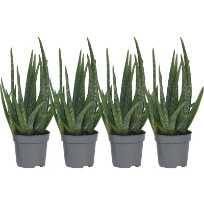 Afbeelding van Aloë Vera Set van 4 Succulent Pot 10,5cm Hoogte 25 40cm Aloe x4