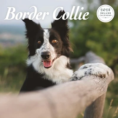 Afbeelding van Border Collie Kalender 2025 Deluxe