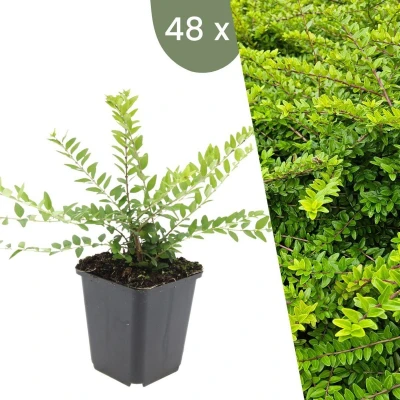 Afbeelding van Plants by Frank 48 Struikkamperfoelie planten Lonicera nitida &#039;Maigrün&#039; Winterharde bodembedekker tuinplanten vaste meerjarig