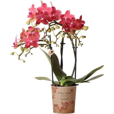 Afbeelding van Red orchid Congo Ø9cm