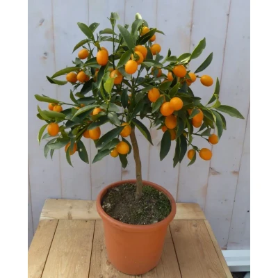 Afbeelding van Citrusboompje Warentuin Natuurlijk