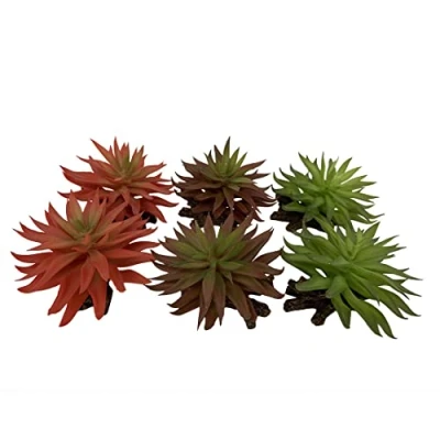 Afbeelding van Terra Della Terrariumplant Reptielen Sedum 13x12,5x10cm Gemengde Kleuren 1st