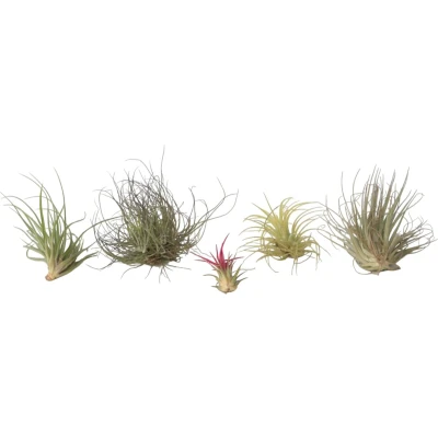 Afbeelding van Tillandsia Mix van 6 Luchtplantjes Hoogte 5 15cm x6