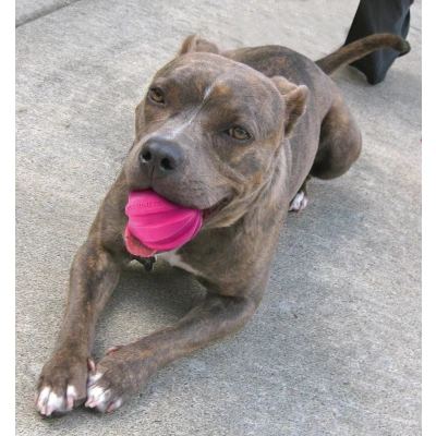 Afbeelding van Dog Comets Halley Pink Roze