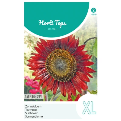 Afbeelding van Helianthus annuus Avondzon bruin rood Hortitops