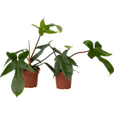 Afbeelding van Philodendron &#039;Florida Groen&#039; Set van 2 Pot 12cm Hoogte 20 30cm Florida Green P12 x2