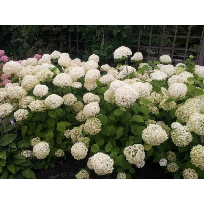 Afbeelding van Hortensia Annabelle wit Groot Warentuin natuurlijk