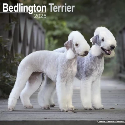 Afbeelding van Bedlington Terrier Kalender 2025