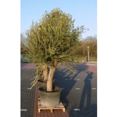 Afbeelding van Olijfboom Olea stamhoogte 85 cm en boomhoogte 260 XXL Warentuin Natuurlijk