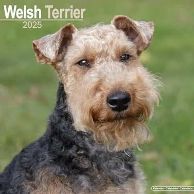 Afbeelding van Welsh Terrier Kalender 2025