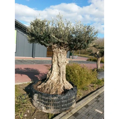 Afbeelding van Reuze Olijfboom Olea 300 cm XXXL Warentuin Natuurlijk