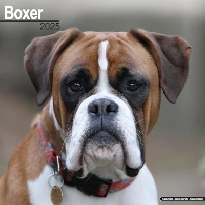 Afbeelding van Boxer Kalender 2025 (euro)