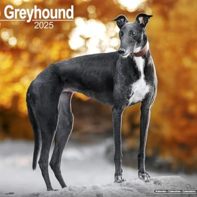 Afbeelding van Greyhound Kalender 2025