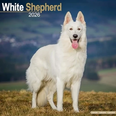 Afbeelding van Witte Herder Kalender 2026