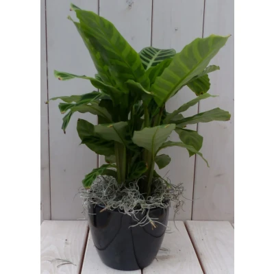 Afbeelding van Calathea groen blad zwarte/antraciete pot 40 cm Warentuin Natuurlijk