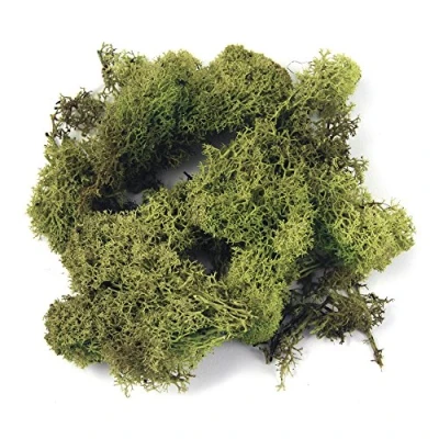 Afbeelding van Rayher 8500311 IJslands mos, lichtgroen, 1 kg, echt natuurlijk mos (IJsland), geconserveerd om te knutselen, decoratief schuim voor Pasen, Kerstmis, modelbouw