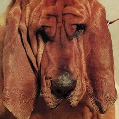 Afbeelding van Ty Segall Goodbye Bread (LP)