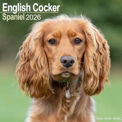 Afbeelding van English Cocker Spaniels Kalender 2025 2026
