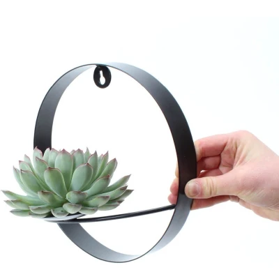 Afbeelding van Echte Succulent groen op muurdeco ring zwart Ø12 14 cm ↕5 1x Echeveria Pulidonis vetplant
