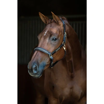 Image de HB Showtime Licol Horse Name Cuir Noir Full
