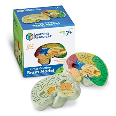 Afbeelding van Learning Resources Het Menselijk Brein Taal: Engels