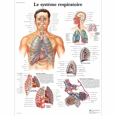 Afbeelding van 3B Scientific VR2322L anatomische plank, ademhalingssysteem
