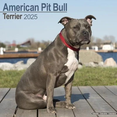 Afbeelding van American Pit Bull Terrier Kalender 2025