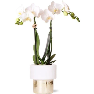 Afbeelding van White orchid Amabilis + Lush pot Ø9cm