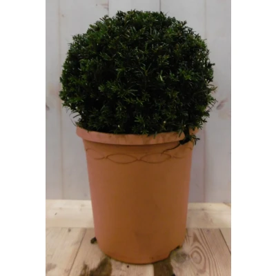 Afbeelding van Taxus diameter 15 cm Warentuin natuurlijk