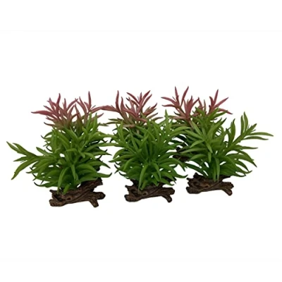 Afbeelding van Terra Della Terrariumplant Reptielen Crassula 13x10,5x16cm Gemengde Kleuren 1st