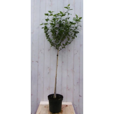 Afbeelding van Hibiscus op stam Wit 180 cm 80 Warentuin natuurlijk