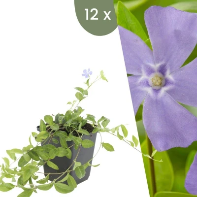 Afbeelding van Plants by Frank 12 Blauwe Maagdenpalm planten Vinca minor Winterharde bodembedekker tuinplanten vaste meerjarig