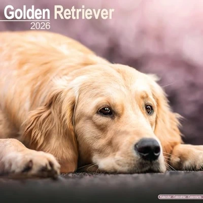 Afbeelding van Golden Retrievers Kalender 2025 2026