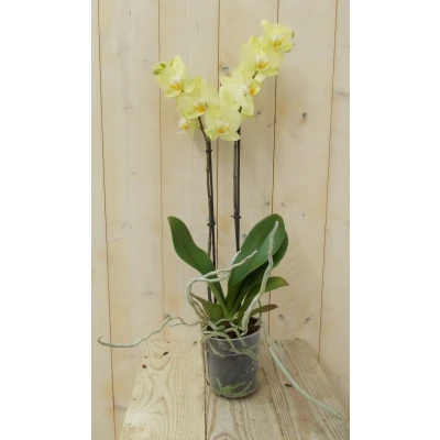 Afbeelding van Vlinderorchidee Twee Takken geel 60 cm Warentuin Natuurlijk