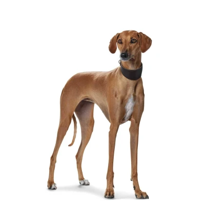 Afbeelding van Hunter Greyhound Halsband Superzacht Echt Leer (Hond, Hondensport), Kraag + Leiband