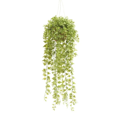Afbeelding van Hangplant met pot 6 Driesprong Collection