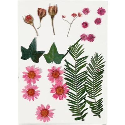 Afbeelding van Gedroogde bloemen en bladeren, 19 div, lichtrood
