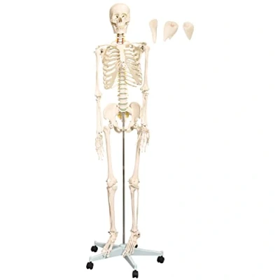 Afbeelding van Menselijk skelet anatomie anatomisch model levensgroot MedMod 180 cm