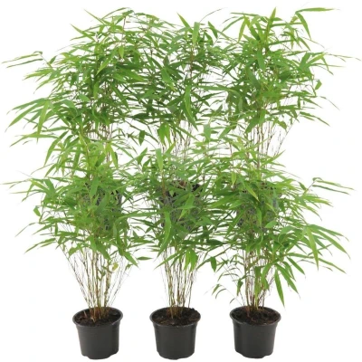 Afbeelding van Plants by Frank Set van 6 Bamboe Planten x Fargesia Rufa Ø13 cm ↕25