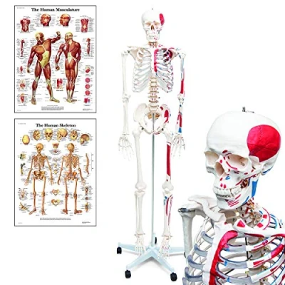Afbeelding van Elementary Anatomy Halloween Fun 2020 Mike, het spierskelet voor een lage prijs levensgroot menselijk skelet met geschilderde spieroorsprong en inserties